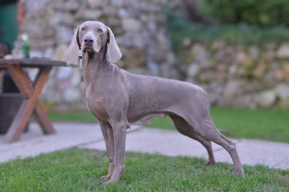  ALMA Faust´s Blue Symphony