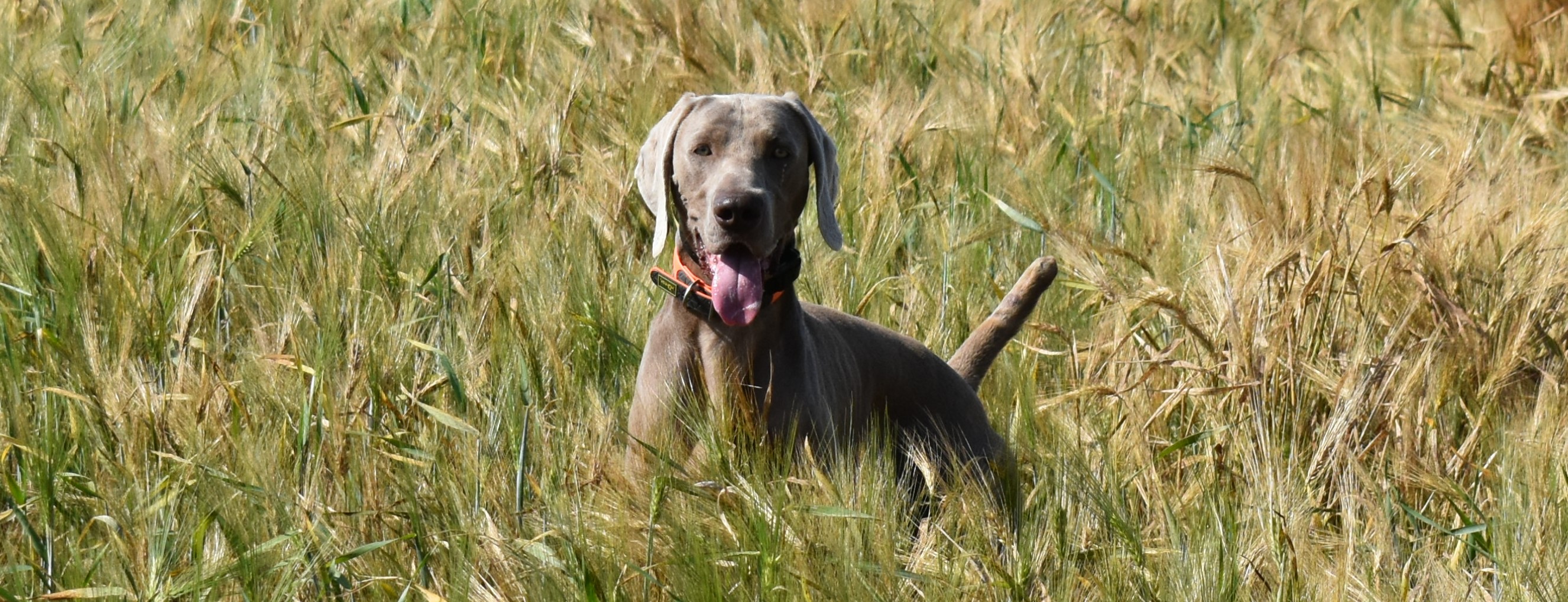 Meet Our Exceptional Weimaraners