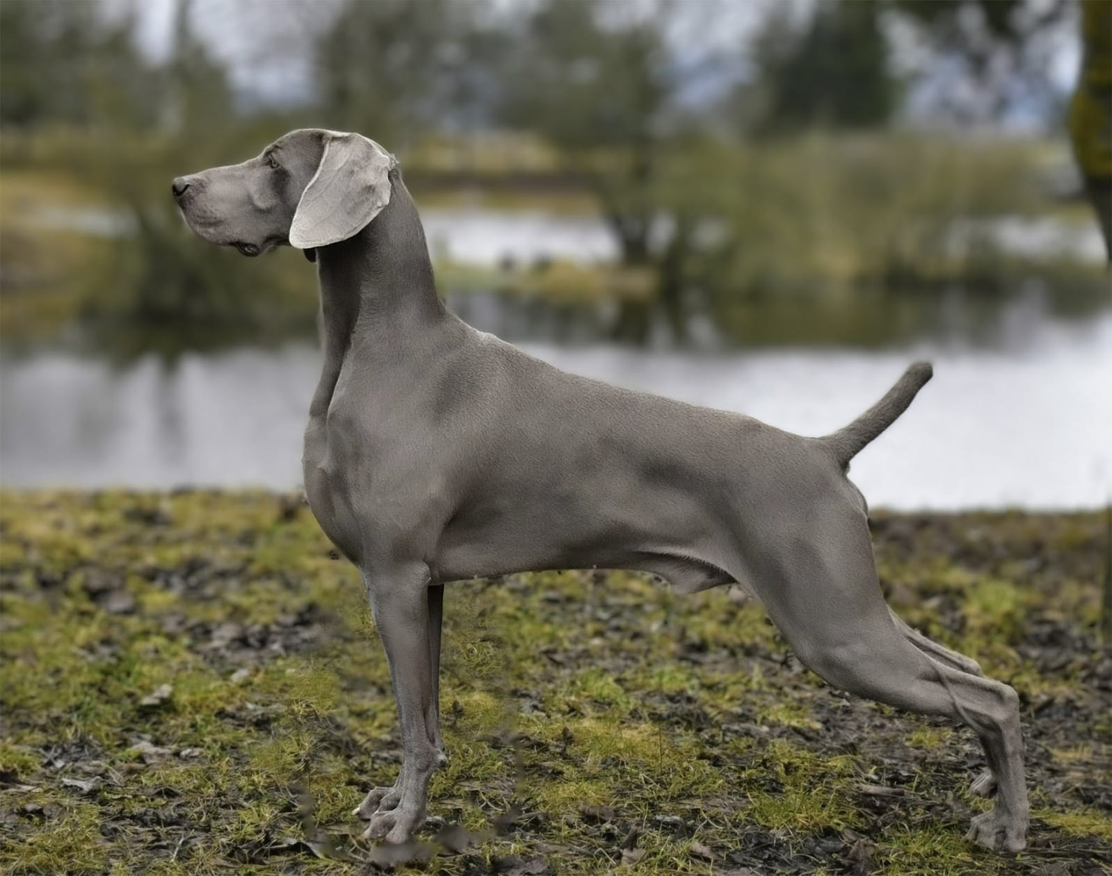 JUNGLE BOOGIE Faust´s Blue Symphony (Boogie)