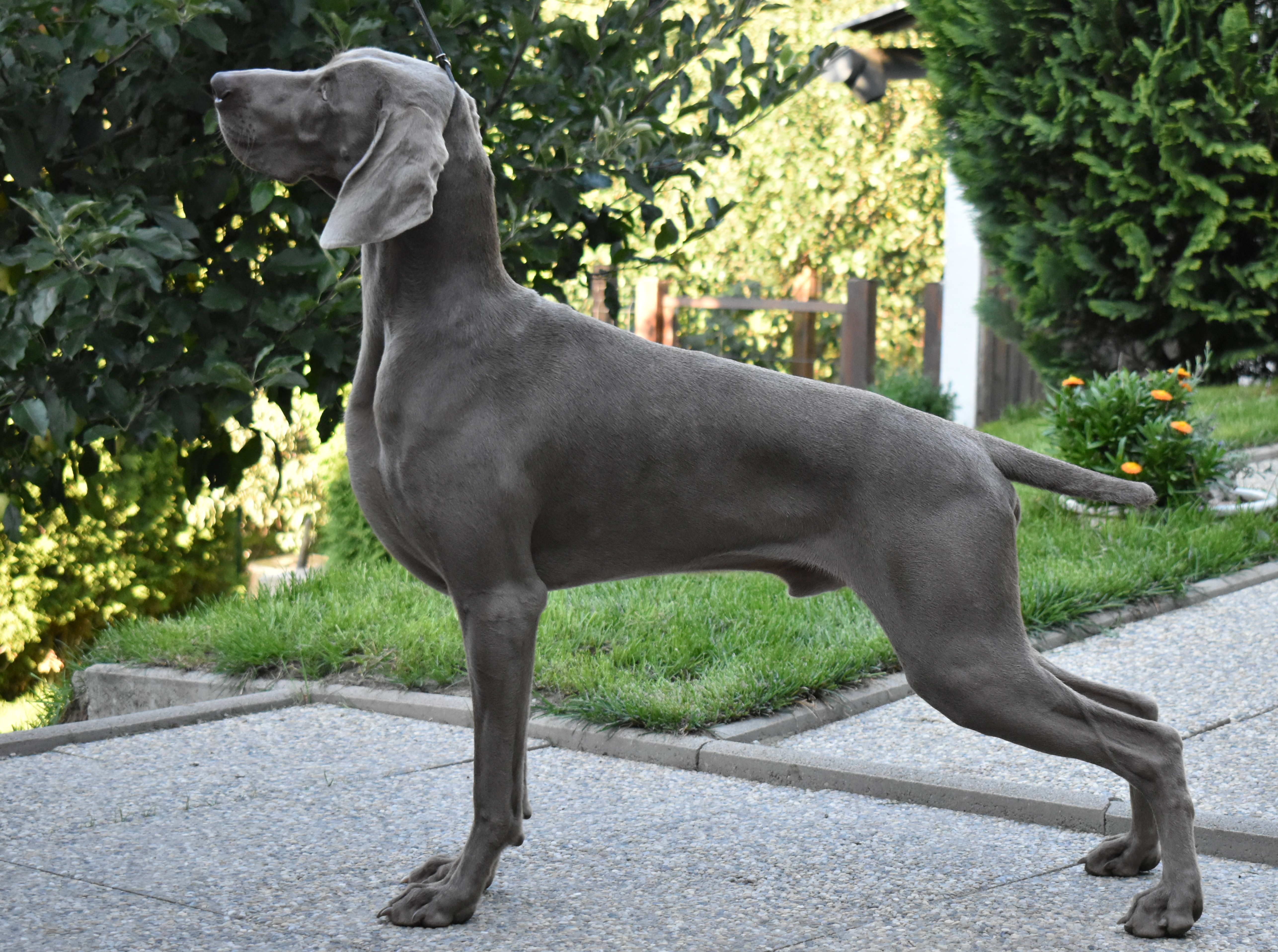 Quality Puppies Available