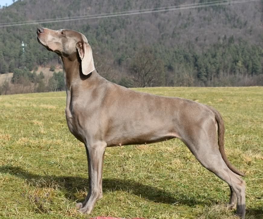 ARIADNE Human Touch (RIA)