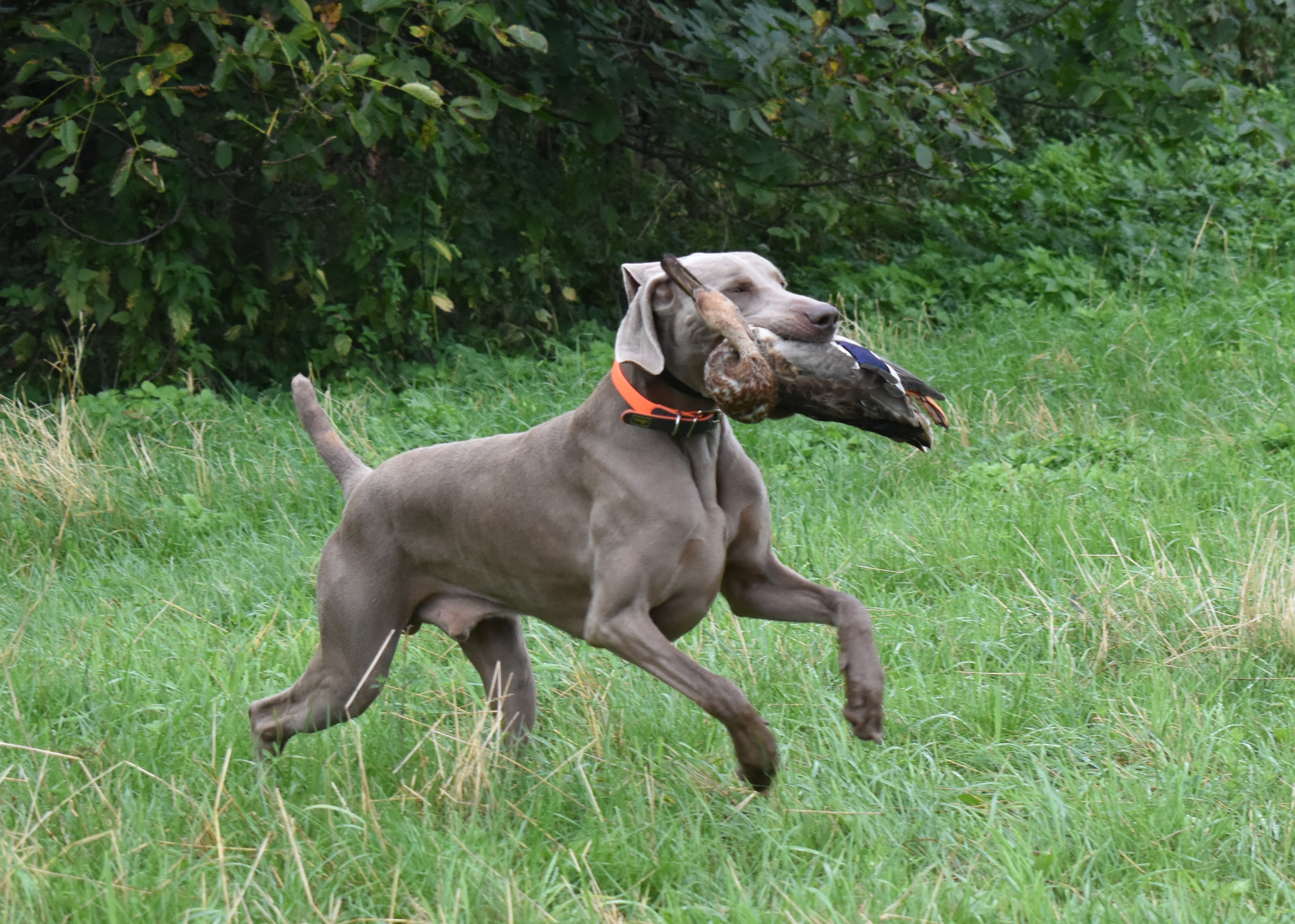 Professional Training Services