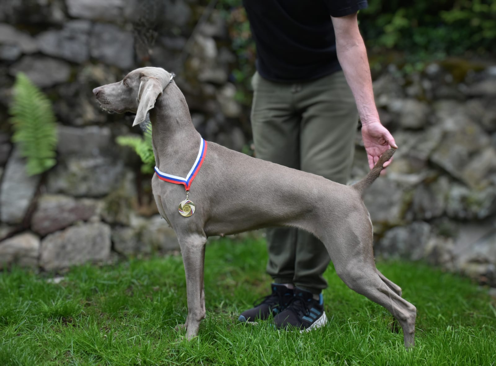 FERGIE BRAVA z Turoveckých Lesů (ZIVA)